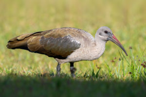 Hadada Ibis (Bostrychia hagedash), side view of an adult standing on the ground, Western Cape, South Africa Hadada Ibis (Bostrychia hagedash), side view of an adult standing on the ground, Western Cape, South Africa